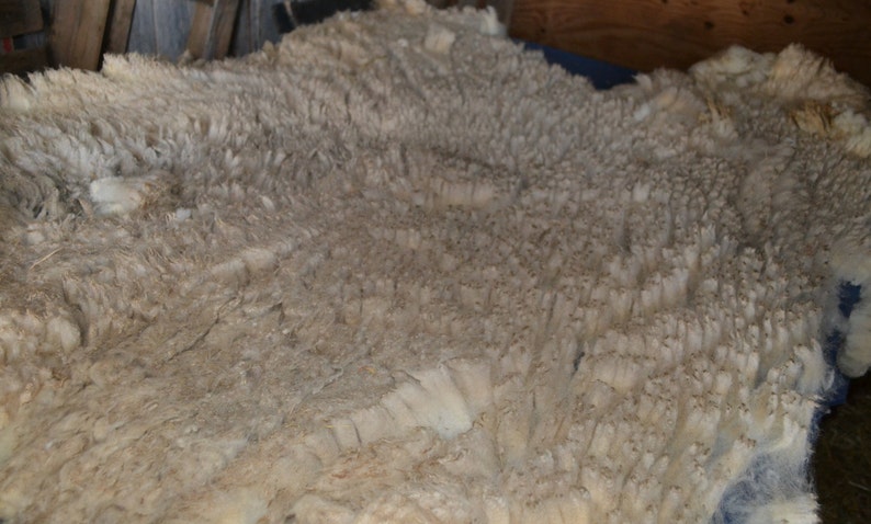 Gulf Coast Native Sheep Fleeces SE2SE Raw Wool image 8