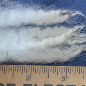 May include: Close-up of three tufts of raw, off-white wool fibers. A wooden ruler with inch markings is placed next to the wool, with the fibers extending to the 4-inch mark. A small white label with the number "502" is in the background.