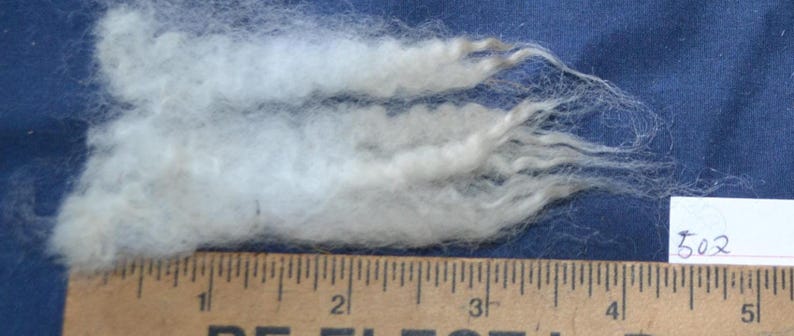 May include: Close-up of three tufts of raw, off-white wool fibers. A wooden ruler with inch markings is placed next to the wool, with the fibers extending to the 4-inch mark. A small white label with the number "502" is in the background.