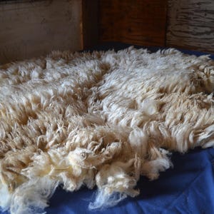 May include: A large, raw sheep fleece, freshly shorn, lies on a blue surface. The fleece is a creamy off-white color with a thick, textured appearance. The wool fibers are visible, indicating a natural, unprocessed state. The image suggests a focus on natural fibers and textile crafts.