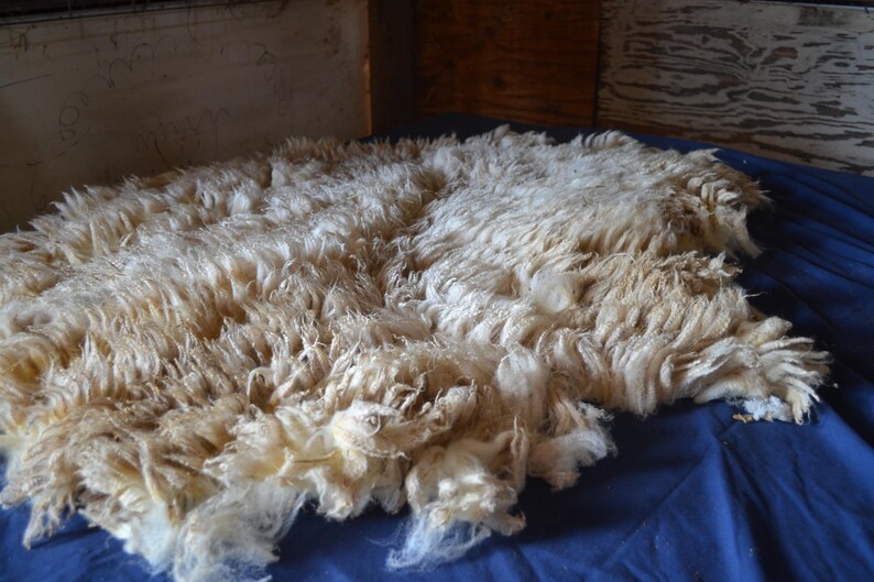 May include: A large, raw sheep fleece, freshly shorn, lies on a blue surface. The fleece is a creamy off-white color with a thick, textured appearance. The wool fibers are visible, indicating a natural, unprocessed state. The image suggests a focus on natural fibers and textile crafts.