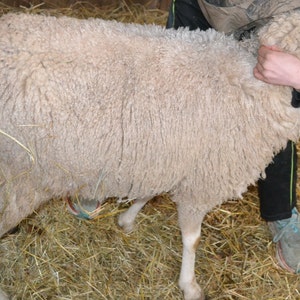 Gulf Coast Native Sheep Fleeces SE2SE Raw Wool image 7