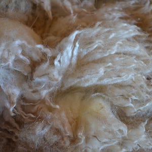 May include: Close-up of raw, unprocessed wool fibers. The wool is a creamy beige color, with a soft, fluffy texture. The fibers are tightly curled and appear to be freshly shorn. A hand is touching the wool.