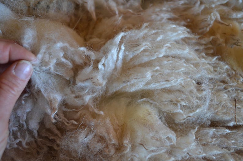 May include: Close-up of raw, unprocessed wool fibers. The wool is a creamy beige color, with a soft, fluffy texture. The fibers are tightly curled and appear to be freshly shorn. A hand is touching the wool.