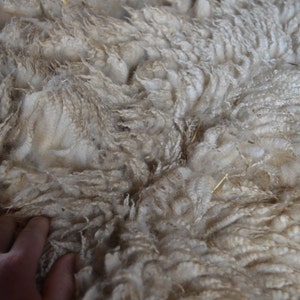 Gulf Coast Native Sheep Fleeces SE2SE Raw Wool image 1