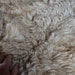 see more listings in the Raw Fleeces section