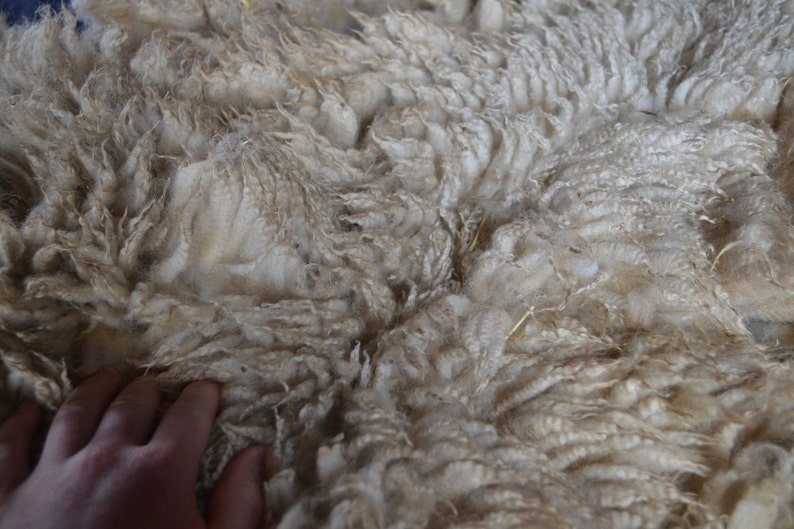 Gulf Coast Native Sheep Fleeces SE2SE Raw Wool image 1
