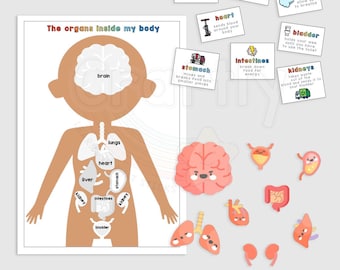 Body Organs Matching Activity, Human Body Activity, Childrens Educational Body Printable, Autism, Digital Download, Human Anatomy Kids
