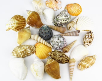Extra Large Barnacle Cluster 12-15/" for Aquarium Fish Tank Terrarium Ornament