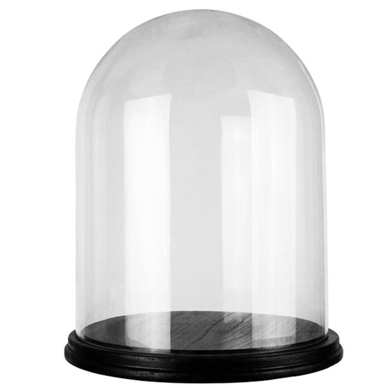 Large Glass Dome Cloche with Black Wood Base. H16.5 Etsy
