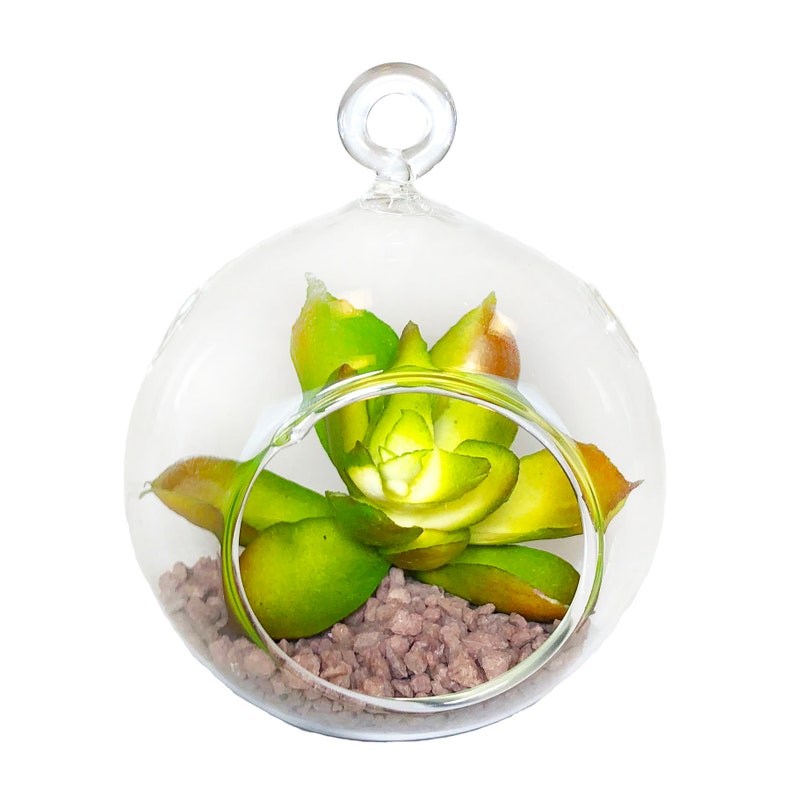 Hanging 6 Glass Terrarium Glass Orbs Terrarium Holder Etsy