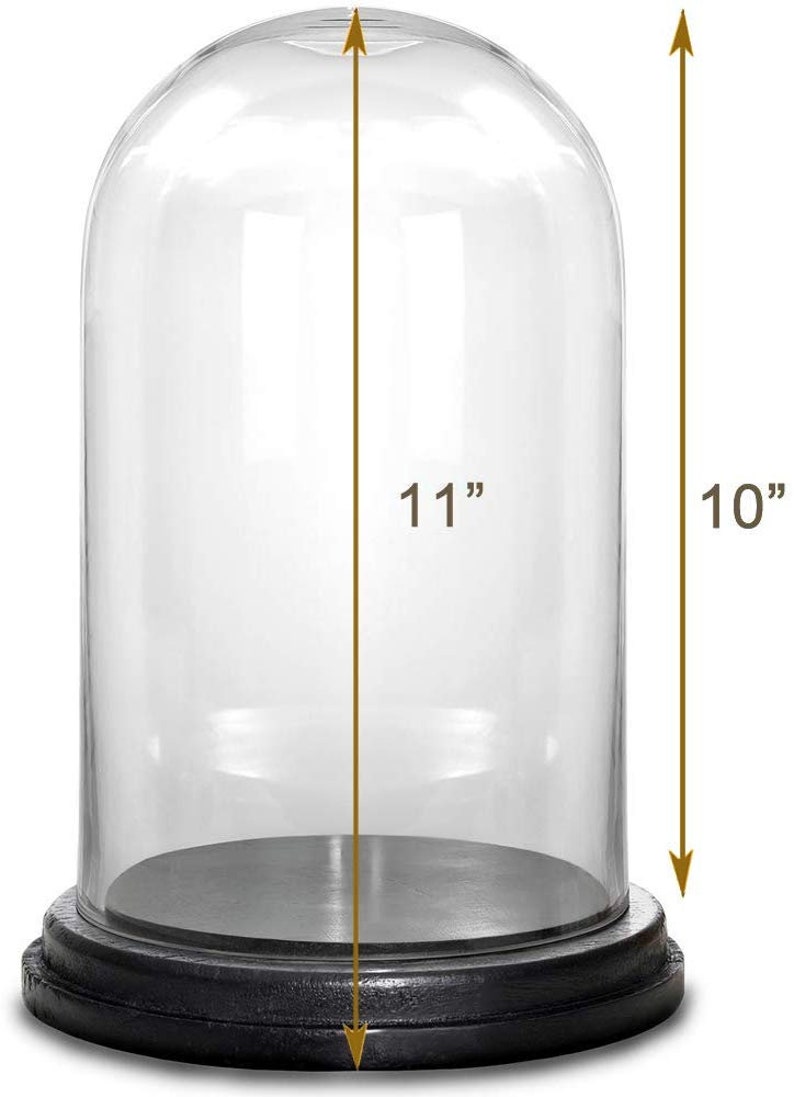 Glass Dome Cloche with Black Wood Base. H11 Open6 Etsy