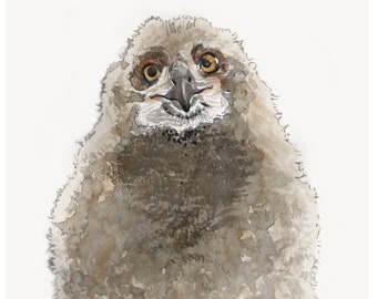 Baby Eagle Owl print