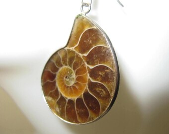 Ammonite Fossil Earrings, 1 1/4" drop, pierced Earrings