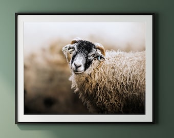 SWALEDALE SHEEP - Print, Framed, Canvas - Yorkshire Dales Farm Nature Photo - Original Wall Art, Rustic Home Decor, Gift