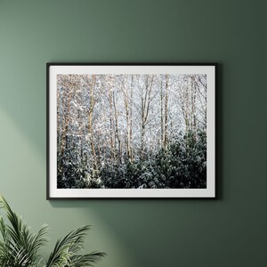 May include: A framed photograph of a snowy forest scene. The trees are bare and covered in snow, and the sunlight is shining through the branches. The photo is in a black frame and is hanging on a green wall.