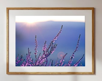 Purple Heather Flower Print: Sunset Nature Photography, Sheffield