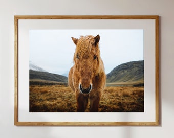 May include: A close-up portrait of a brown Icelandic horse with a long mane standing in a field of brown grass. The horse is looking directly at the camera.