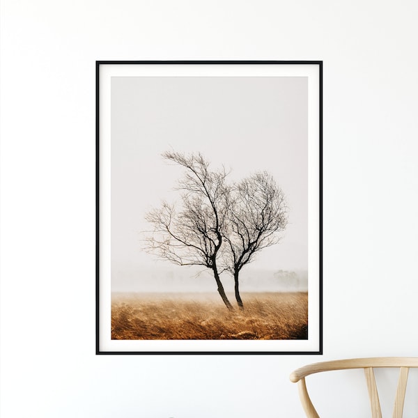 Fine Art Tree Print, Landscape Photo, Peak District Moorland, Lone Birch Tree, Orange Wall Art, Framed or Canvas Finish Options.