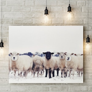 Black Sheep Winter Landscape Photo Print: Farmhouse Wall Art
