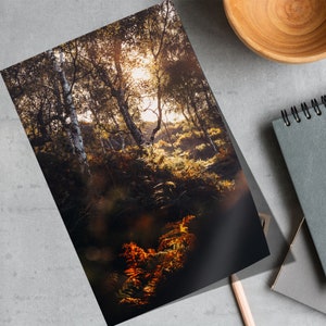 LIGHTRAX - Impressão de floresta - Fotografia de paisagem - Árvores de outono - Arte de parede da natureza ao ar livre - Tela, emoldurada, presente - Decoração rústica - Danscape