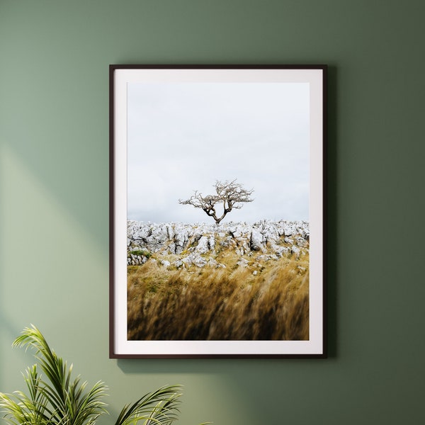 THE LONE TREE - Print, Framed, Canvas - Yorkshire Dales Landscape Nature Photography - Original Wall Art, Neutral Home Decor, Gift