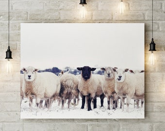 BLACK SHEEP PRINT - Original Landscape Photo Printed on Museum Quality Paper, Available Framed, Unframed or on Canvas - White Home Decor