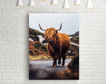 Highland Cow Photo: Scotland Nature Print, Long Haired Cow Art