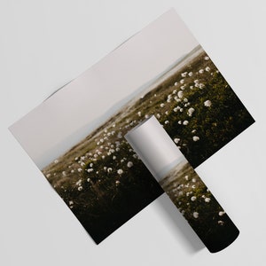 Cotton Grass Nature Photography Print: Calming Farmhouse Wall Art image 10