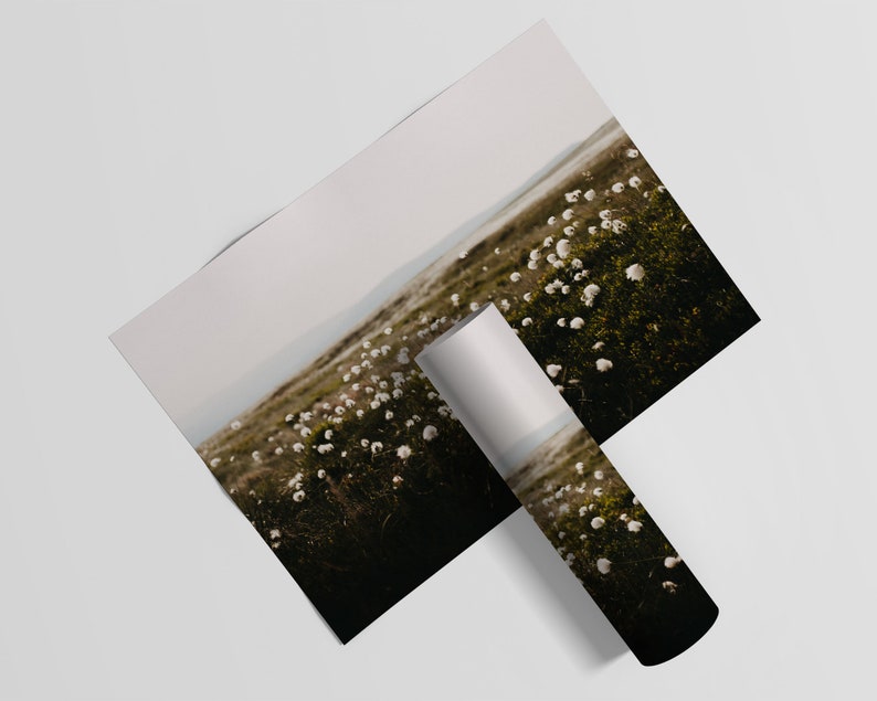 Cotton Grass Nature Photography Print: Calming Farmhouse Wall Art image 10