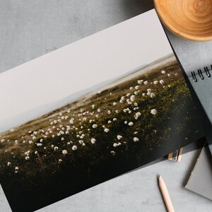 Cotton Grass Nature Photography Print: Calming Farmhouse Wall Art image 2