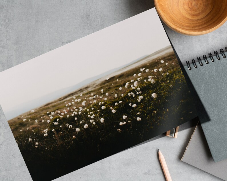 Cotton Grass Nature Photography Print: Calming Farmhouse Wall Art image 2