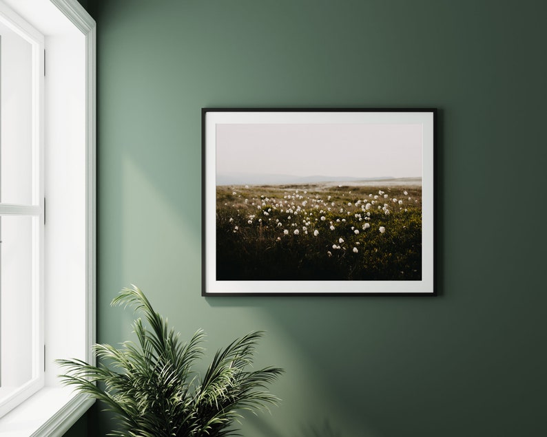 Cotton Grass Nature Photography Print: Calming Farmhouse Wall Art image 3