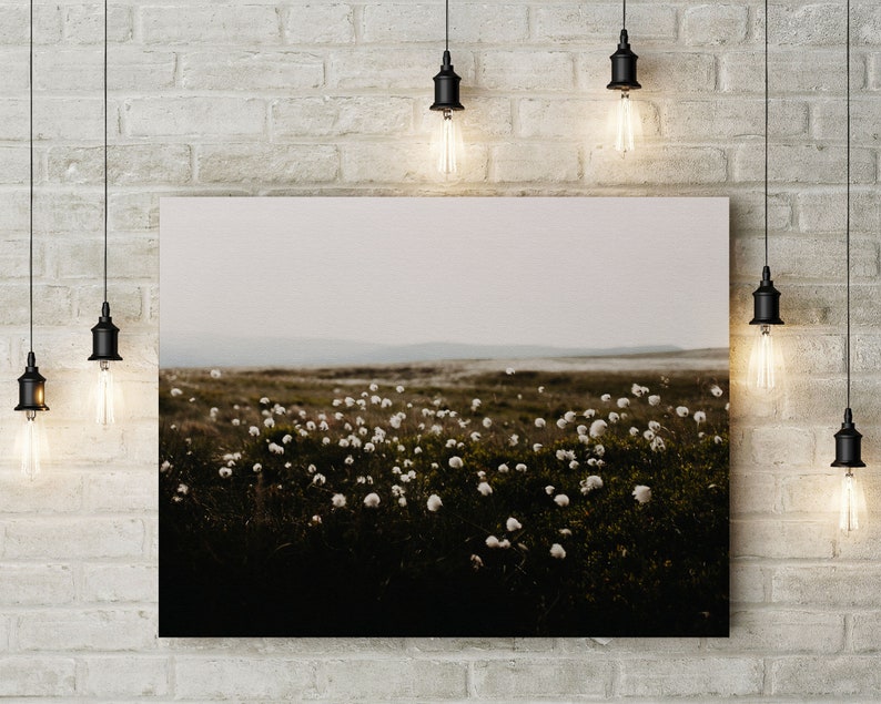 Cotton Grass Nature Photography Print: Calming Farmhouse Wall Art image 4