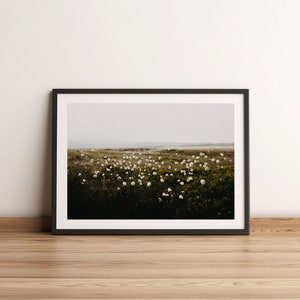 Cotton Grass Nature Photography Print: Calming Farmhouse Wall Art image 5