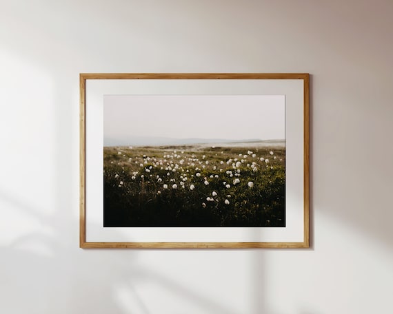 Cotton Grass Nature Photography Print: Calming Farmhouse Wall Art