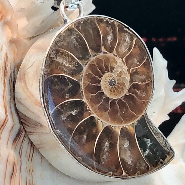 LARGE 2" Natural Ammonite Fossil Nautilus Shaped Pendant .925 Sterling Silver