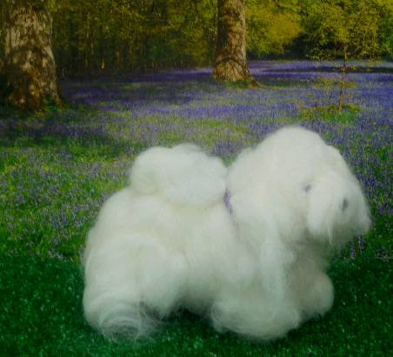 coton de tulear singapore