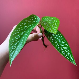 Begonia maculata rooted cutting