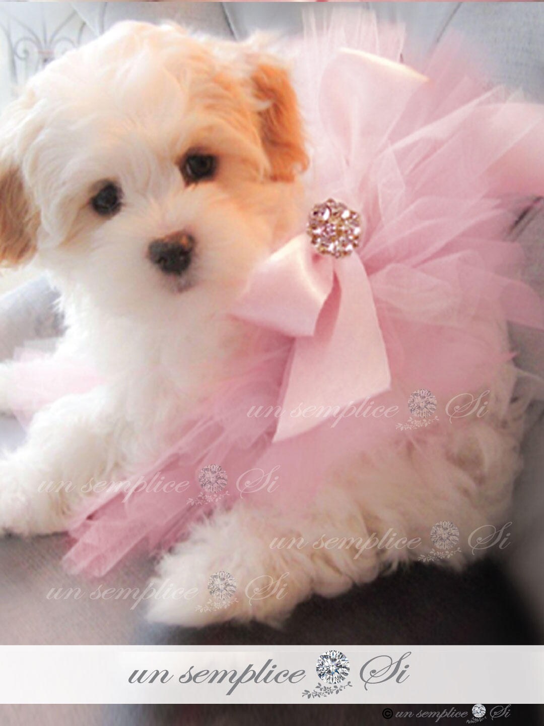 tutu for puppies