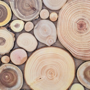 The image shows the detail of the tree slices, where the beauty of the grain of each slice, its shape and tonality can be appreciated. They belong to different species of trees. Dimensions: 39 x 26 in.  This ecological artwork can be personalised.
