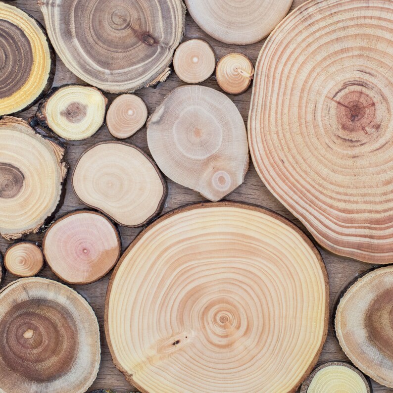 The image shows the detail of the tree slices, where the beauty of the grain of each slice, its shape and tonality can be appreciated. They belong to different species of trees. Dimensions: 39 x 26 in.  This ecological artwork can be personalised.