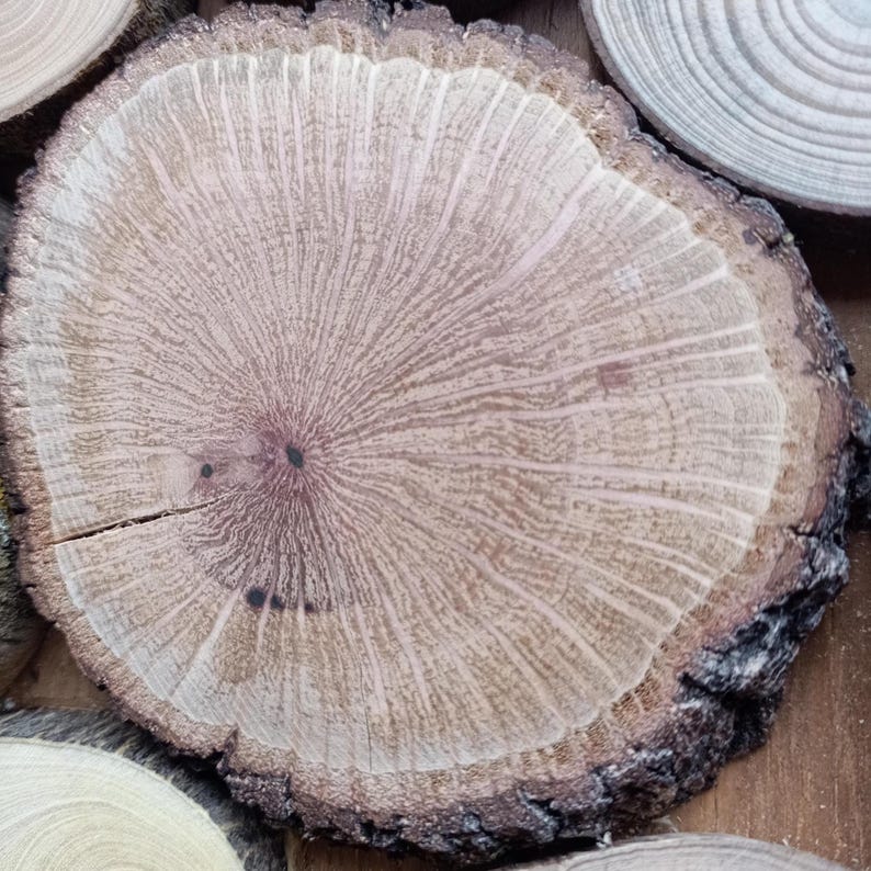 May include: A circular wood slice featuring a prominent central pith, visible growth rings, and radial medullary rays. The surface displays light tan and brown wood grain patterns with a dark, textured, rough bark edge surrounding the perimeter.