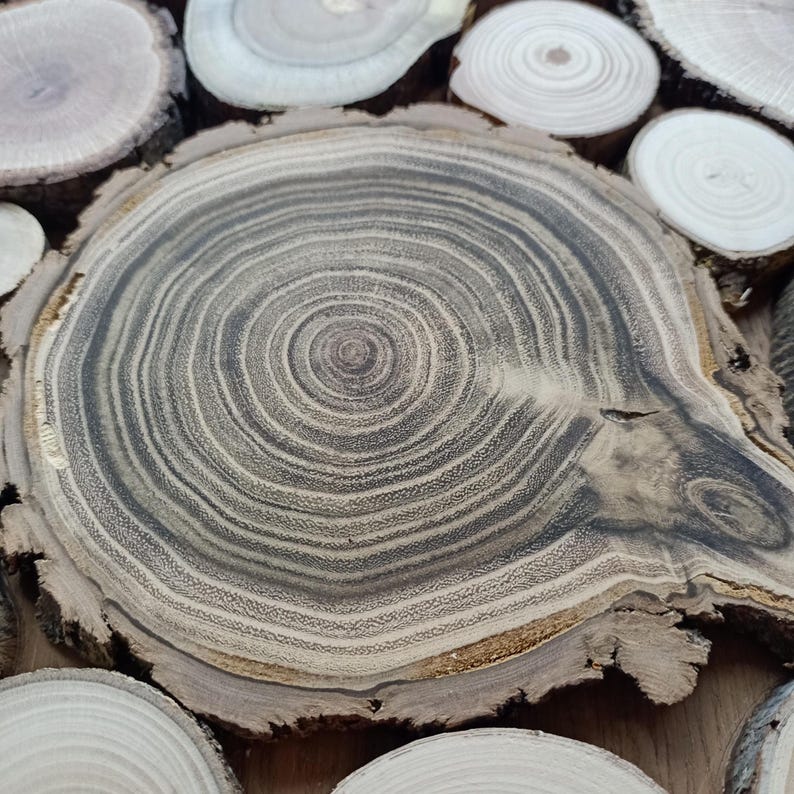 May include: A collection of circular wood slices featuring prominent growth rings. The central piece displays a dark, charcoal-colored core with lighter tan and beige concentric rings, while surrounding smaller slices show lighter wood tones.