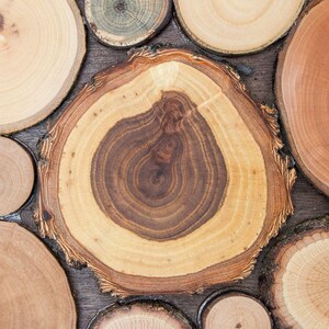 Puede incluir: Una colecci&oacute;n de rodajas de madera circulares dispuestas juntas, que muestran varios patrones de grano de madera natural, texturas y colores que van desde el beige claro hasta el marr&oacute;n rojizo profundo, con anillos de &aacute;rbol visibles y bordes rugosos.