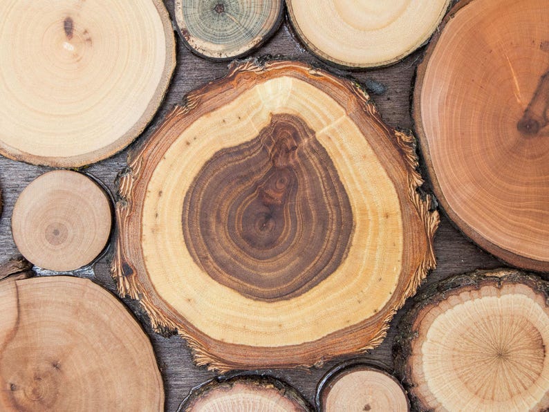 Puede incluir: Una colecci&oacute;n de rodajas de madera circulares dispuestas juntas, que muestran varios patrones de grano de madera natural, texturas y colores que van desde el beige claro hasta el marr&oacute;n rojizo profundo, con anillos de &aacute;rbol visibles y bordes rugosos.