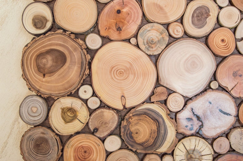 May include: A close-up of a wall covered in various sizes of wood slices, each with a unique grain pattern and color. The wood slices are arranged in a random pattern, creating a rustic and natural look.