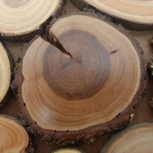 May include: A circular wood slice featuring a dark brown center and lighter brown outer rings with visible grain patterns. The edges retain the natural, rough bark texture of the tree. A thin, sharp crack extends from the center toward the edge.