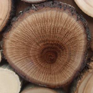 May include: A circular wooden slice featuring a dark brown center that transitions into lighter tan rings. The surface displays a detailed grain pattern radiating from the core, surrounded by a rough, dark, and textured natural bark edge.