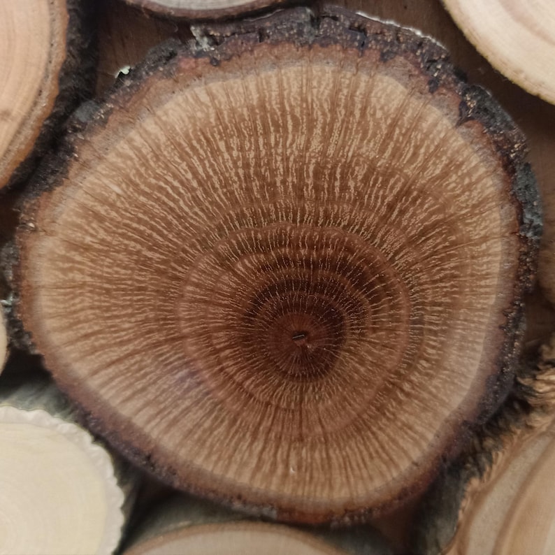 May include: A circular wooden slice featuring a dark brown center that transitions into lighter tan rings. The surface displays a detailed grain pattern radiating from the core, surrounded by a rough, dark, and textured natural bark edge.